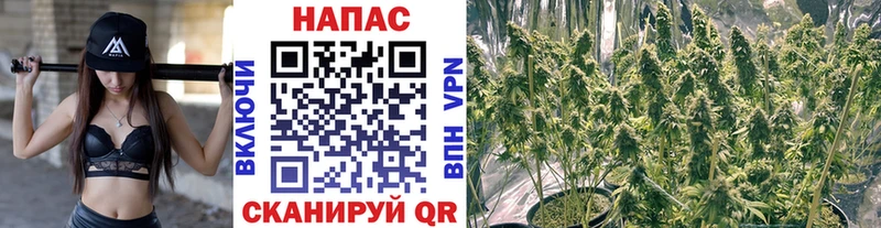 Марихуана OG Kush Нестеровская